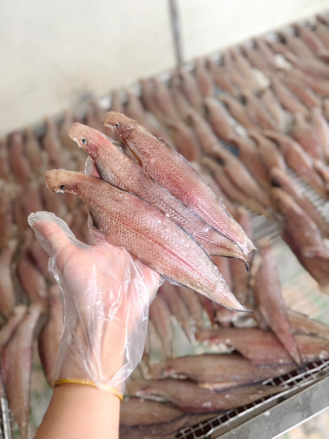 Cá Bơn Một Nắng