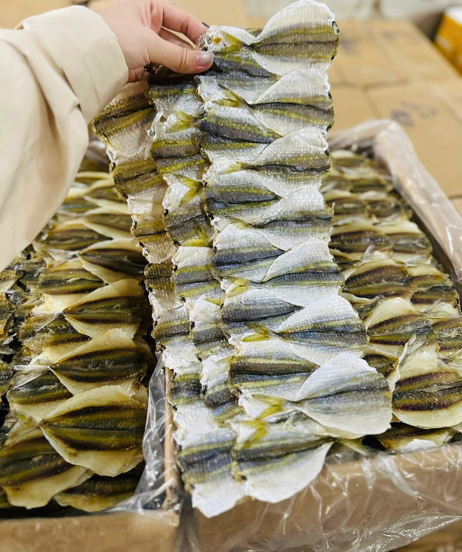 Cá Chỉ Vàng