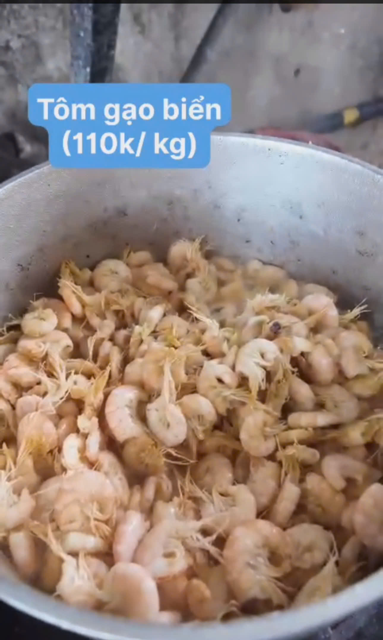 Tôm Vàng Biển