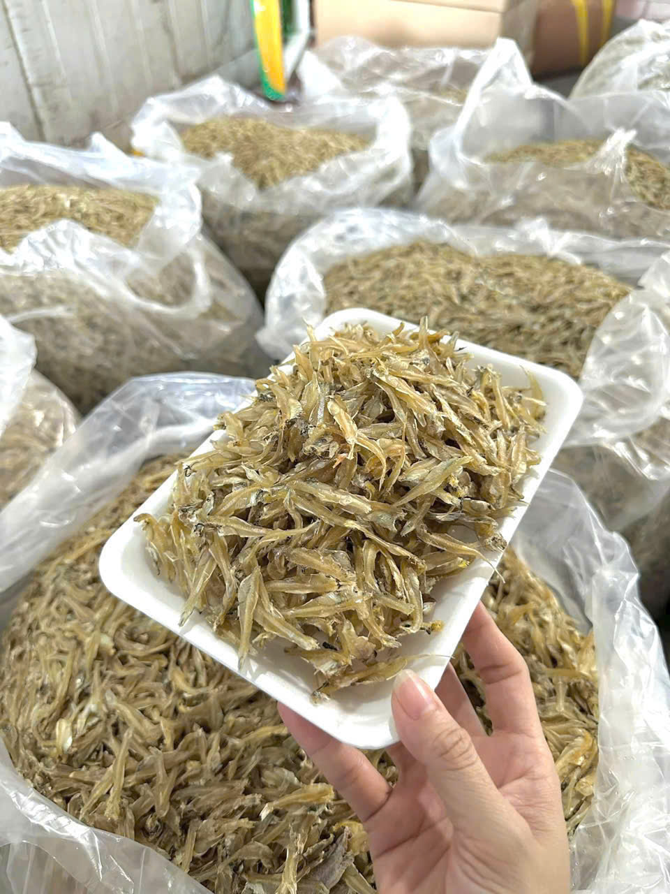 Cá Duội