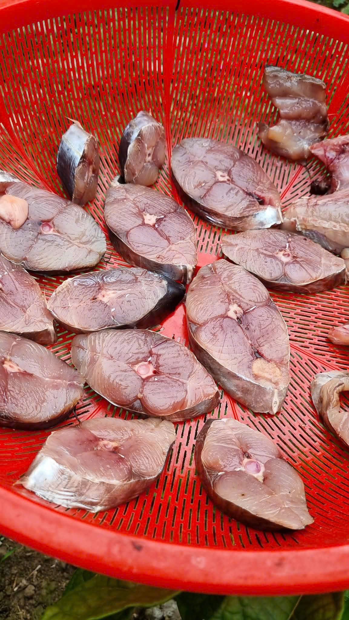 Cá Thu 1 Nắng
