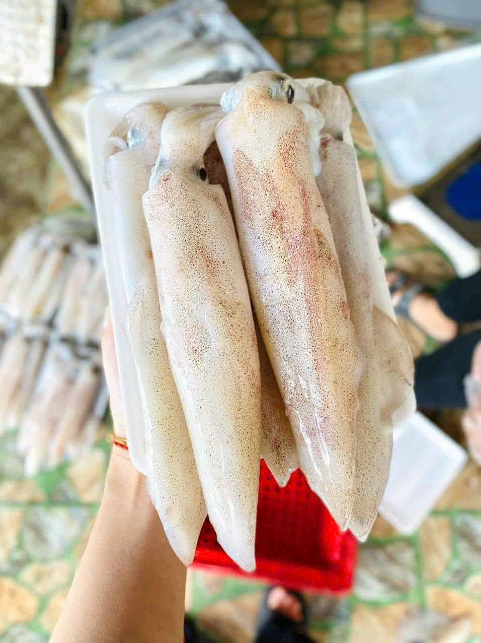 Mực Ống Nháy