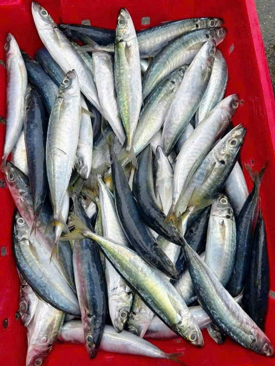 Cá Nục
