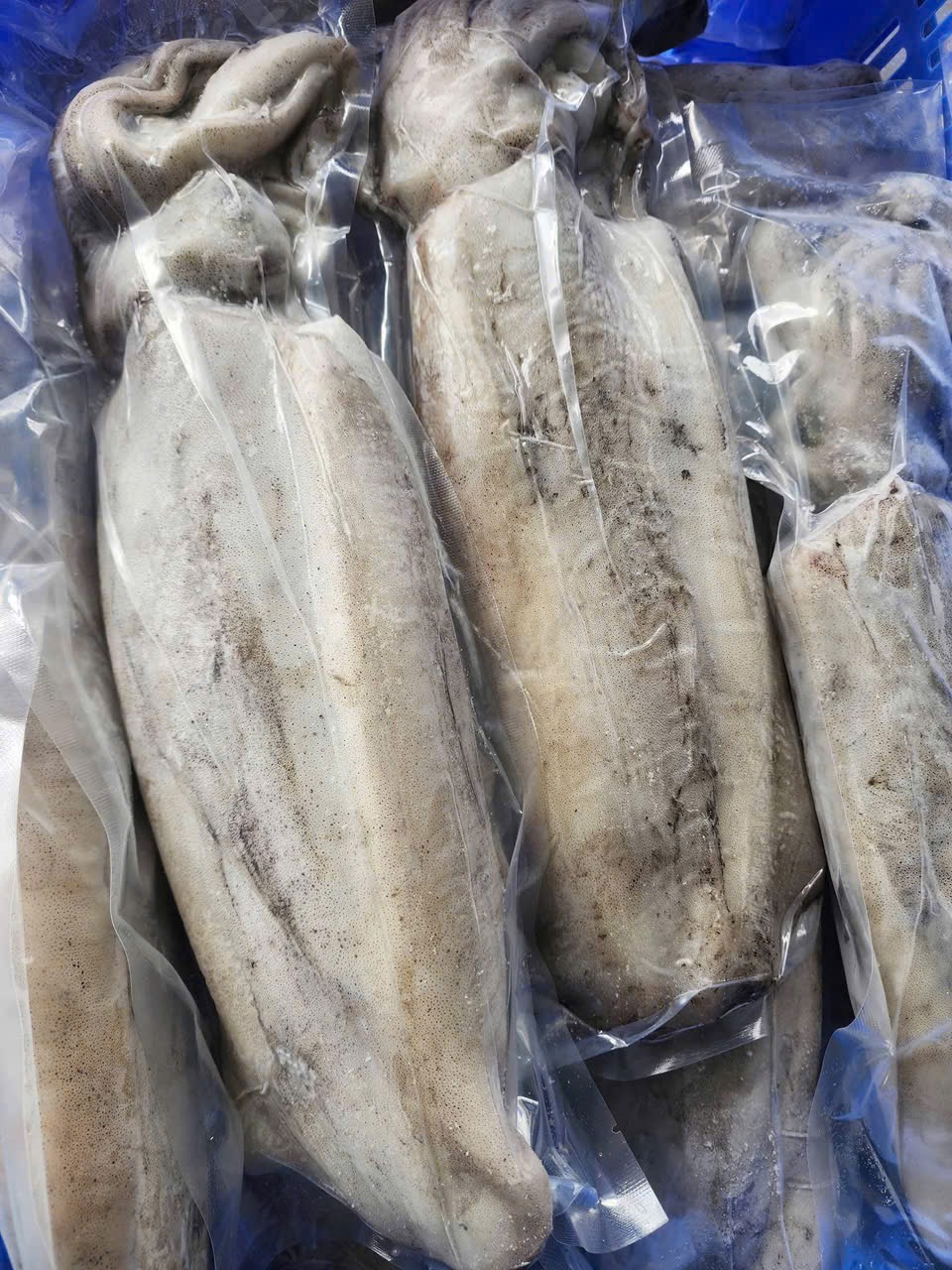 Mực Lá Tươi Nguyên Con